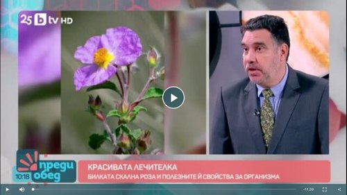 Билката скална роза и полезните й свойства за организма (BTV, 07.11.2025)